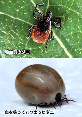 吸血前と後のマダニ