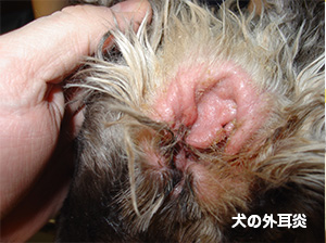 犬の外耳炎